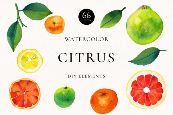 Citrus Fruits Watercolor Bundle