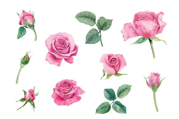 Pink Rose Watercolor Illustration: A Designer's Guide