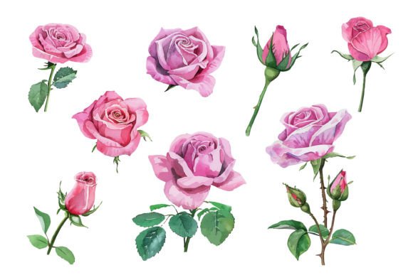 Pink Rose Watercolor Illustration: A Handwritten Font with Artistic Flair