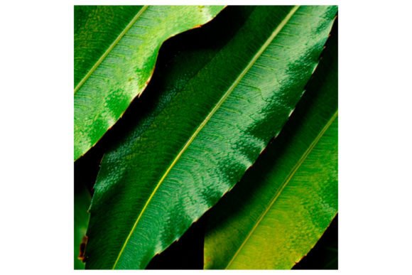 Watercolor Leaf Pattern: A Designer's Guide